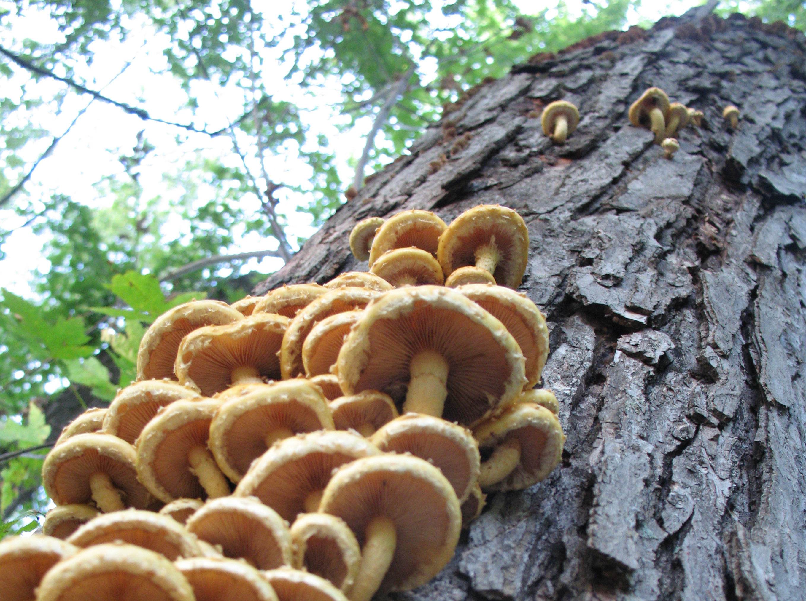 IMG_3540-copy_e cshlex